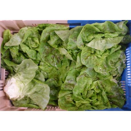 salade bio 1 kg